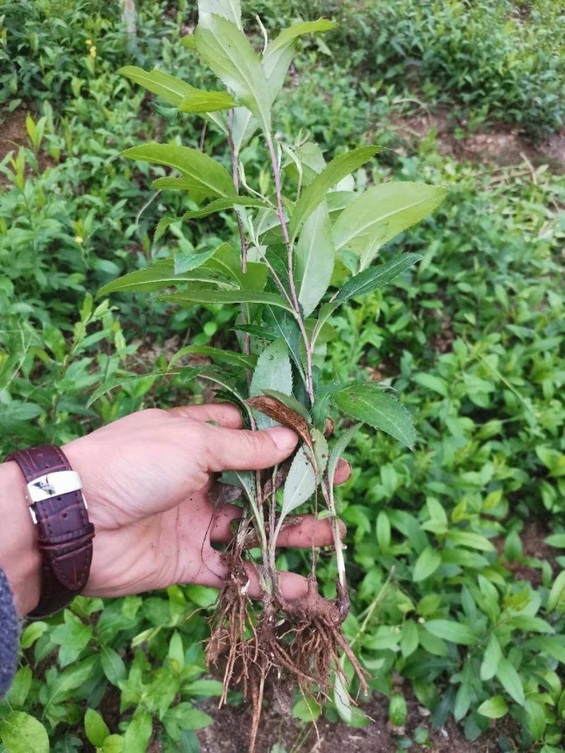 北苍术种苗基地直销，现挖现发品质有保证成活高提供技术指导