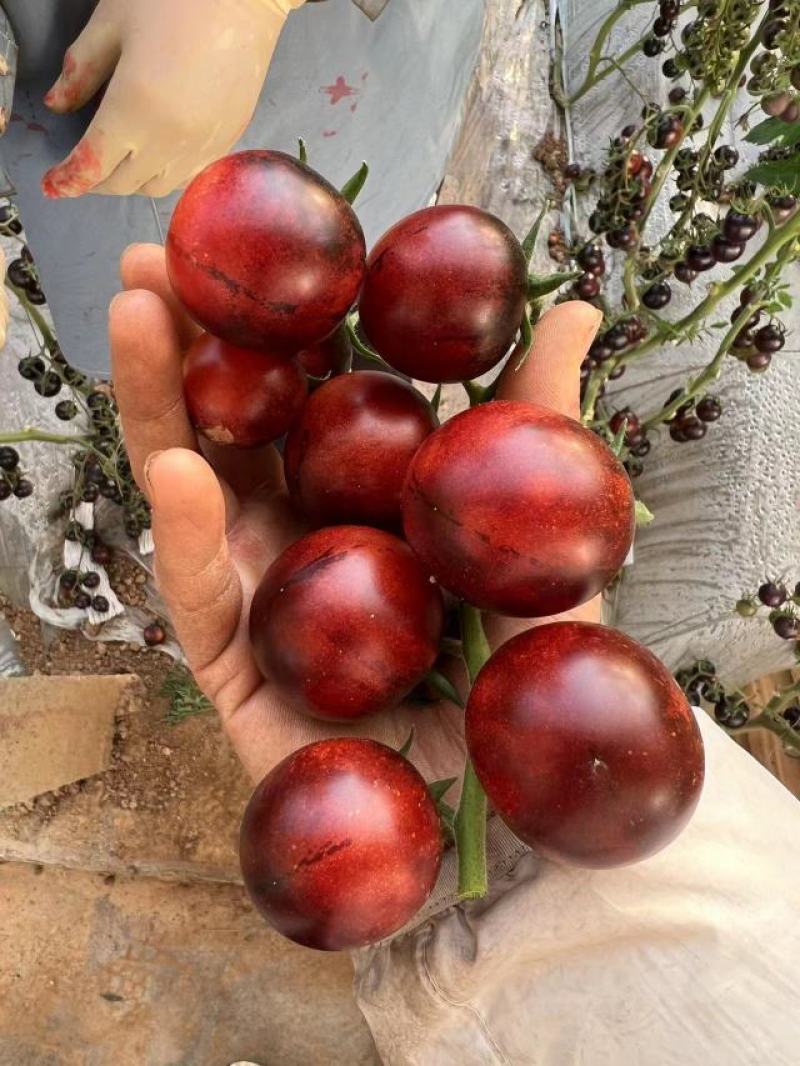 花青紫圣女果鸡尾酒山东寿光合作社应季新品种富含花青素