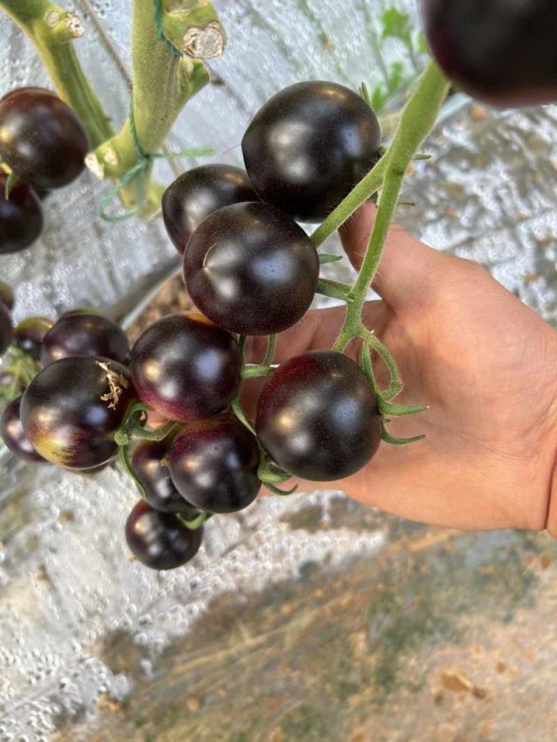 花青紫圣女果鸡尾酒山东寿光合作社应季新品种富含花青素