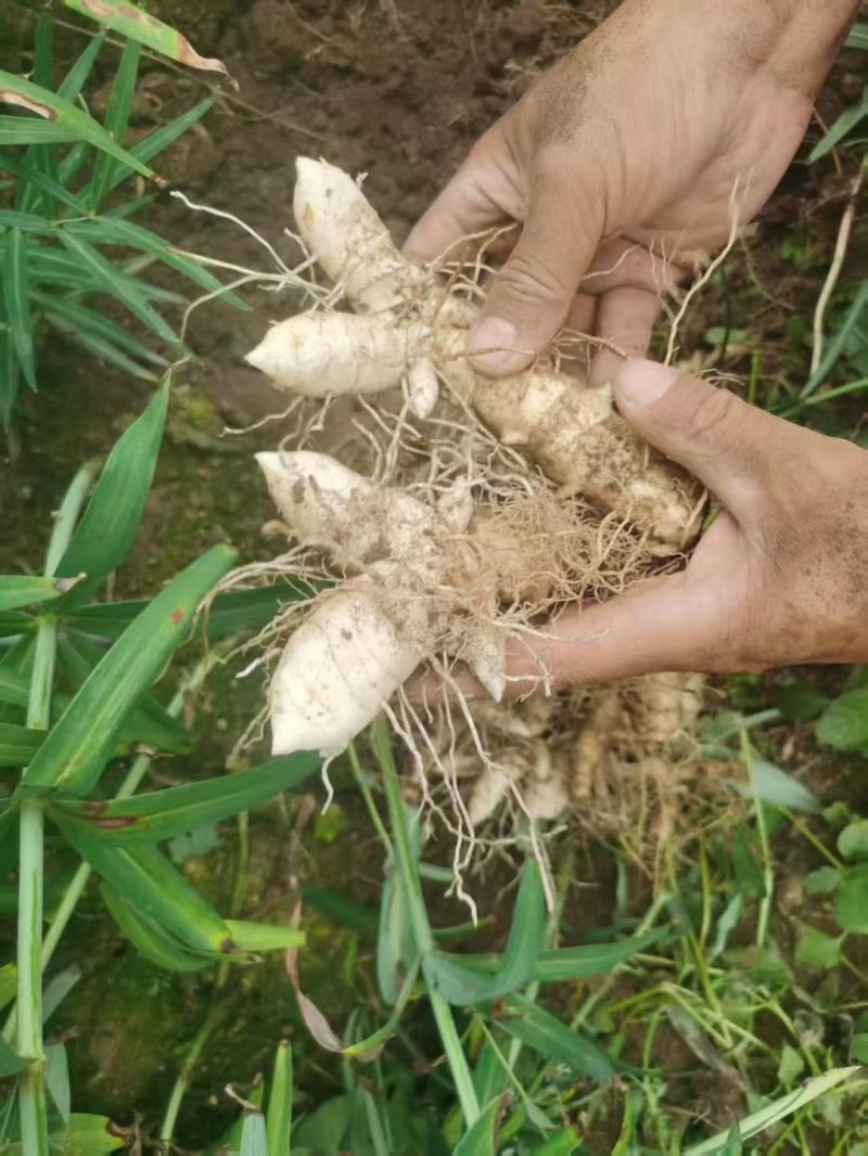 黄精种苗现挖现发，质量保证，产地直发，质量保证，欢迎来电