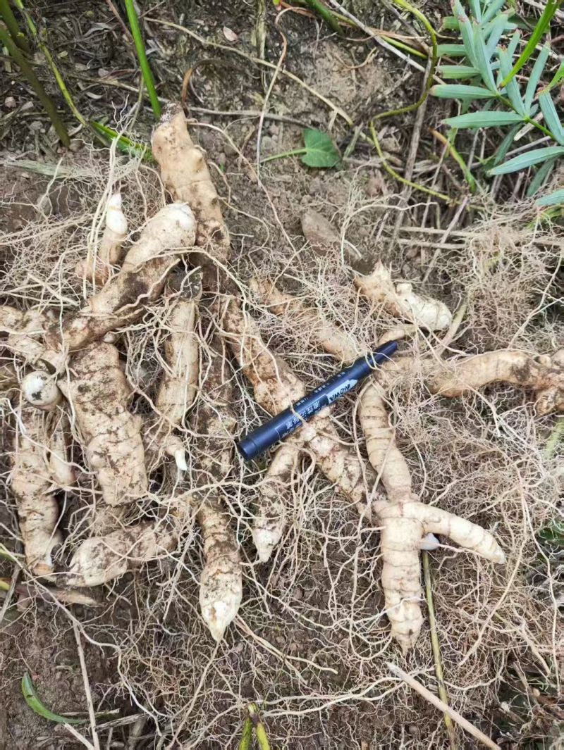 黄精种苗现挖现发，质量保证，产地直发，质量保证，欢迎来电
