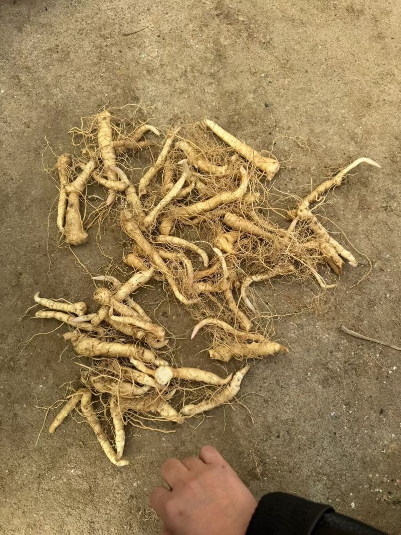 黄精种苗现挖现发，质量保证，产地直发，质量保证，欢迎来电