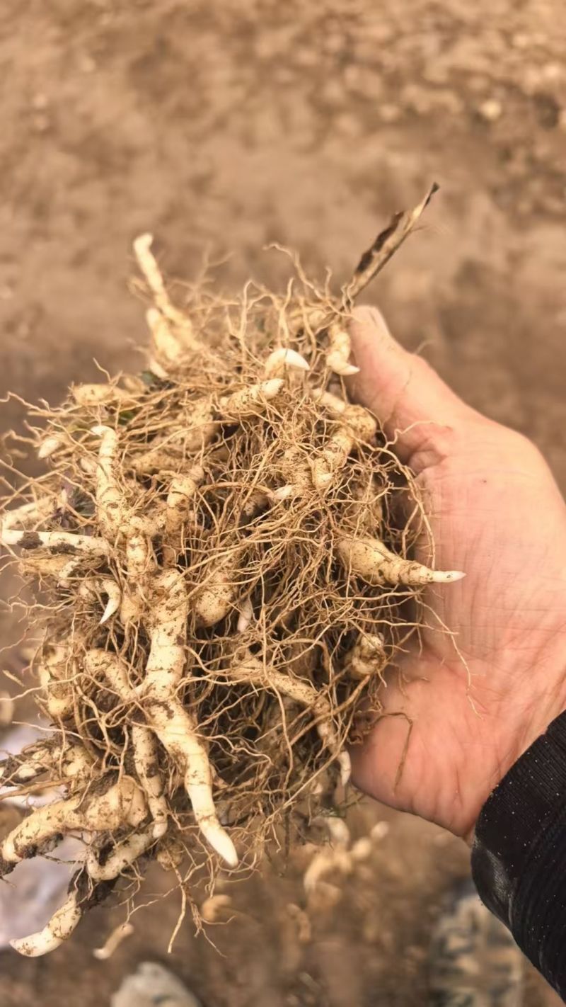 黄精种苗现挖现发，质量保证，产地直发，质量保证，欢迎来电