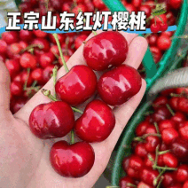 《红灯大樱桃》山东樱桃/对接电商平台～商超团购～一件代发