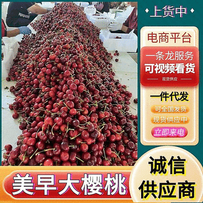 《美早大樱桃》山东樱桃/对接电商平台～商超团购～一件代发