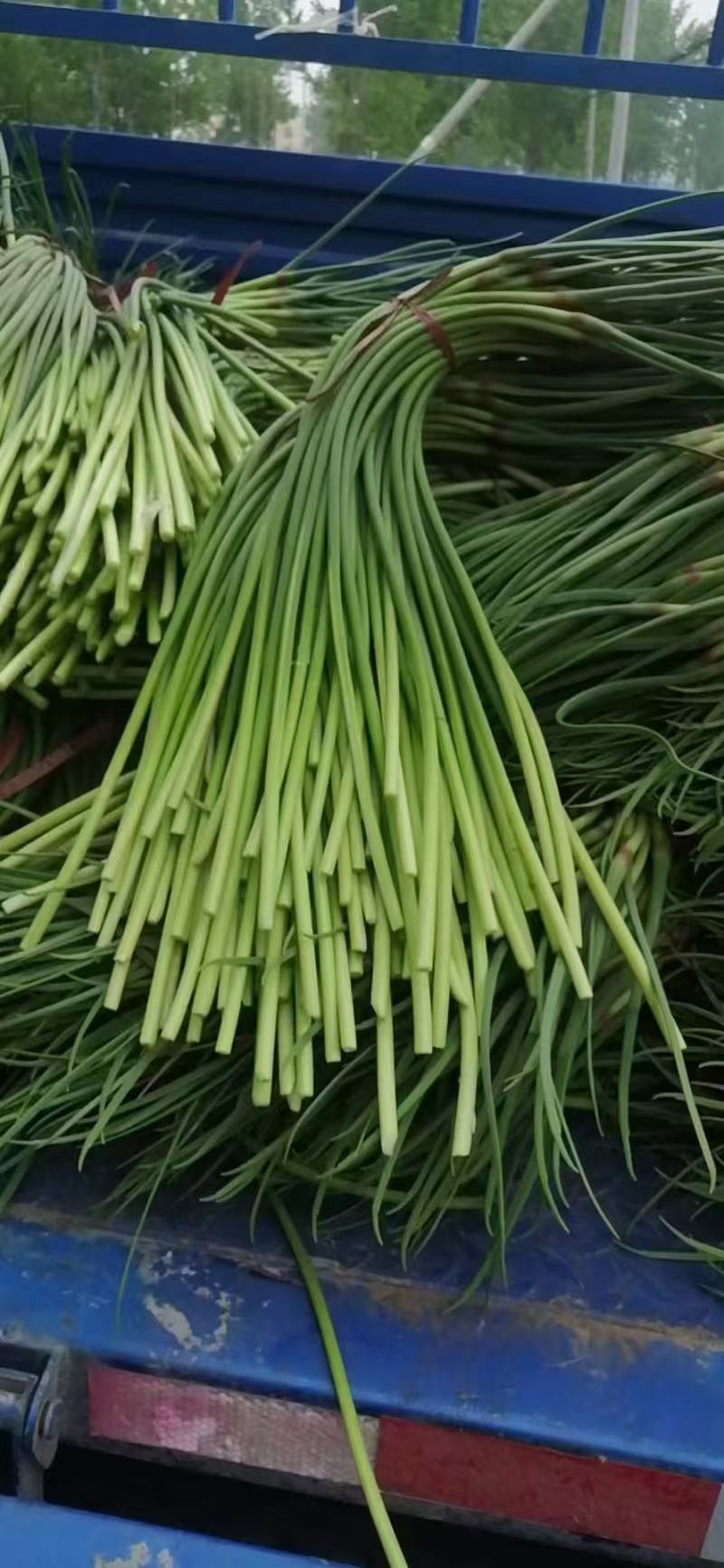 蒜薹【山东蒜台】诚信经营，支持视频看货，可发往全国市场！