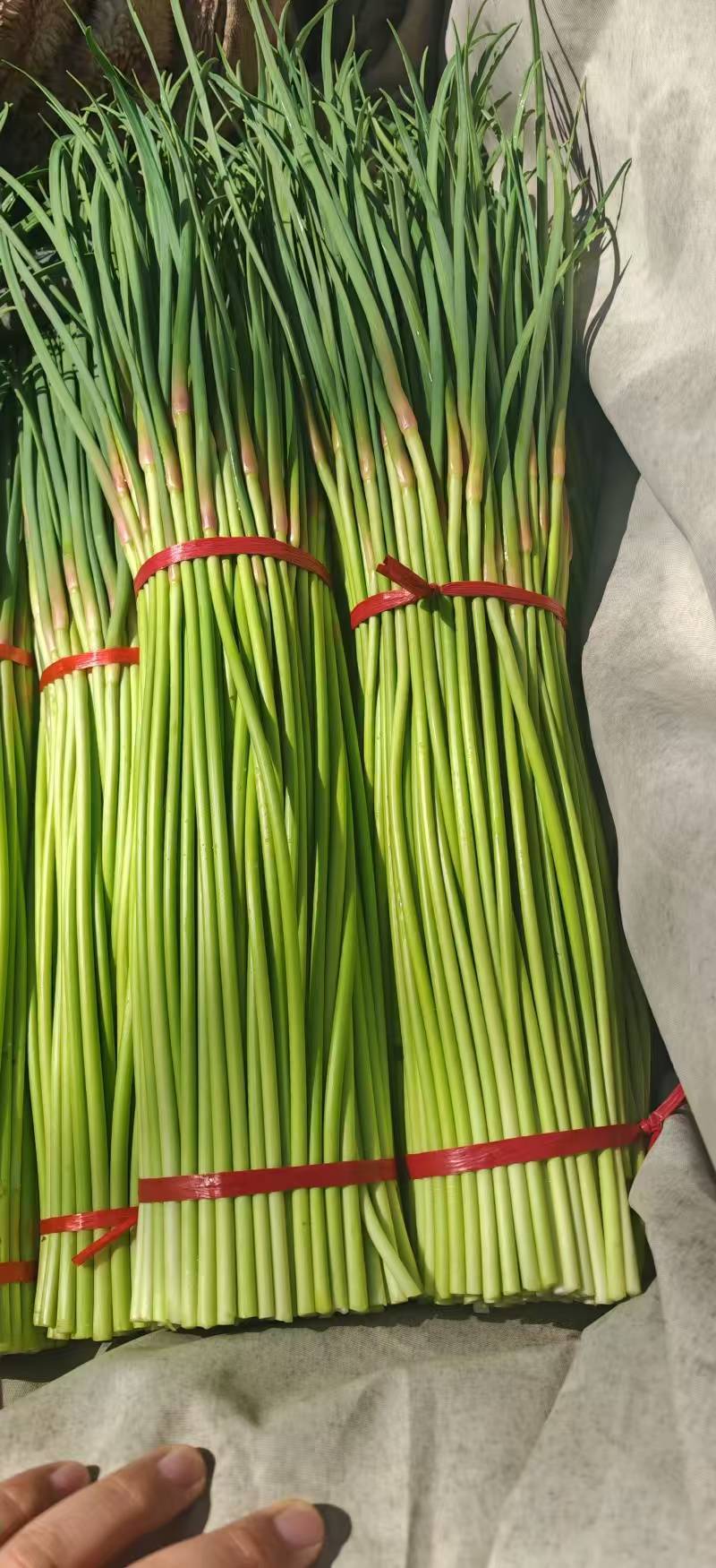 蒜薹【山东蒜台】诚信经营，支持视频看货，可发往全国市场！
