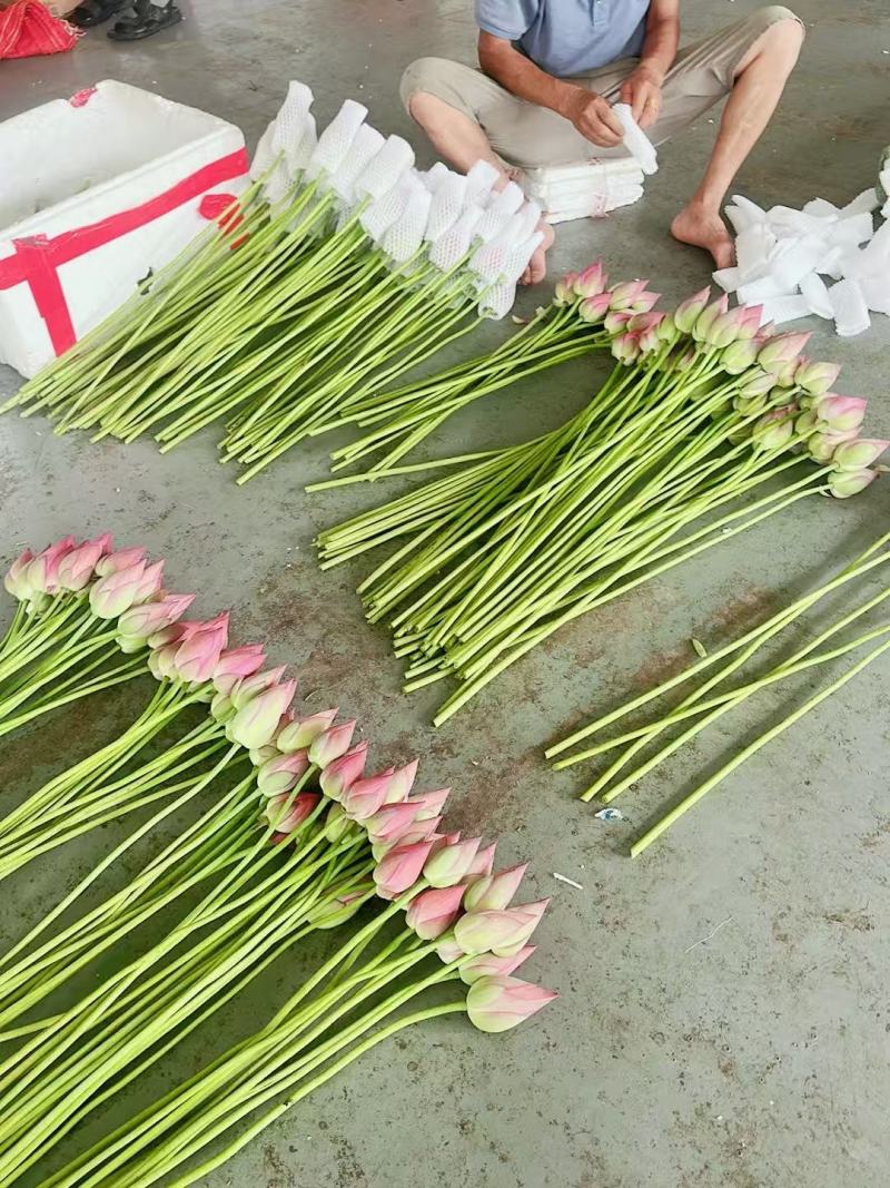 2026鲜切荷花鲜花现采现发，品质保证，坏烂包赔量大从优