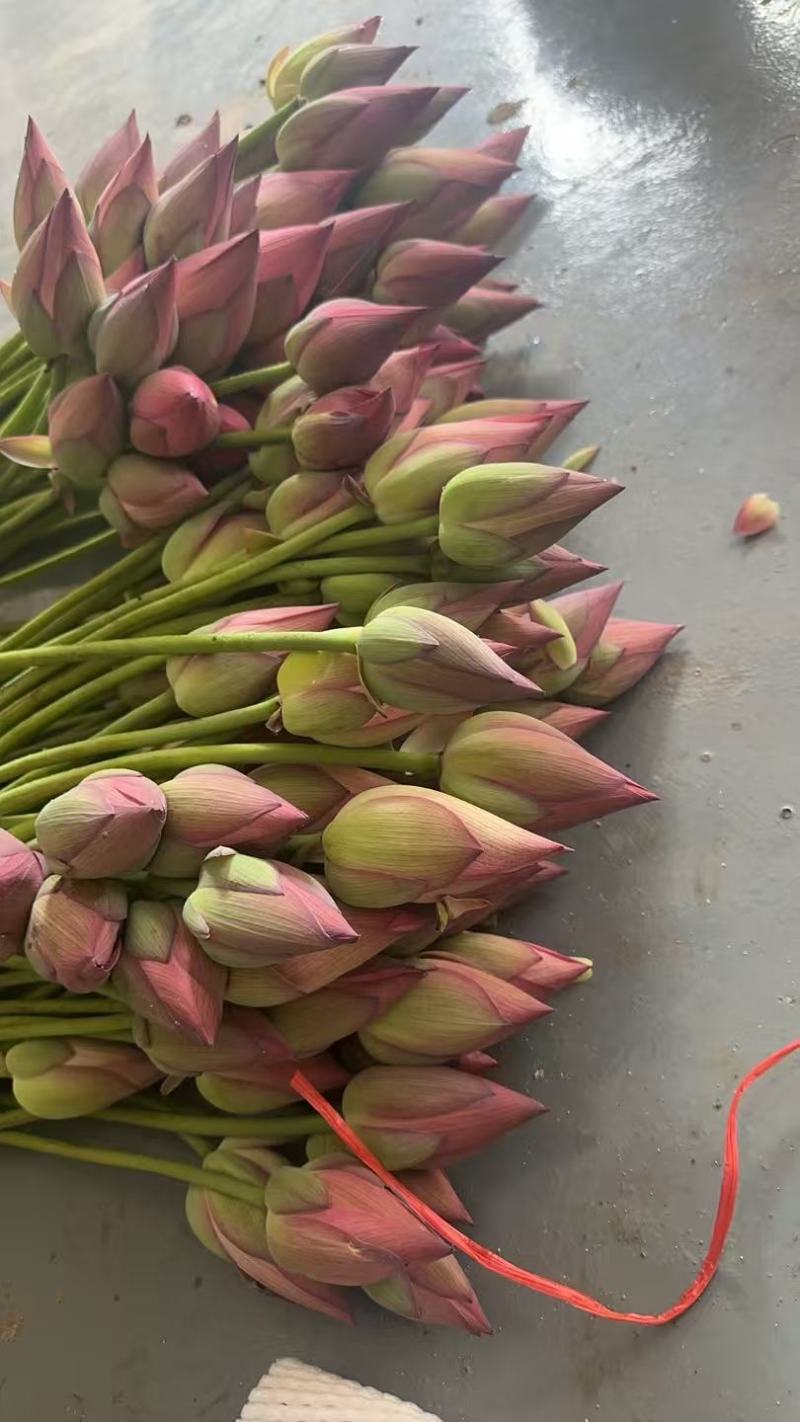 2026鲜切荷花鲜花现采现发，品质保证，坏烂包赔量大从优