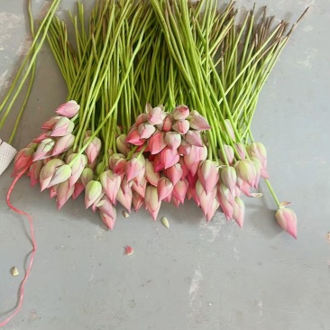 2026鲜切荷花鲜花现采现发，品质保证，坏烂包赔量大从优
