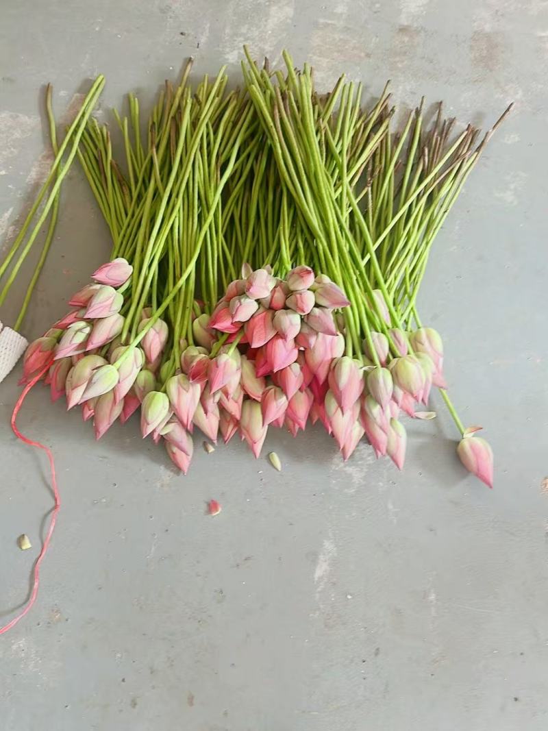 2026鲜切荷花鲜花现采现发，品质保证，坏烂包赔量大从优