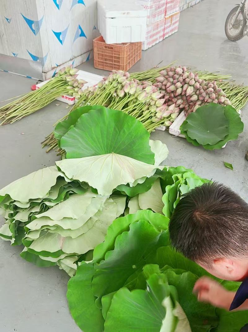 2026年鲜荷叶上市一手货源，现采现发，保质保量价格可谈