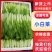 【小白菜】山东曹县小白菜/大量供应/全国可发