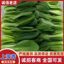 【精品】山东上海青/产地直发/常年供应/价格优惠