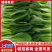 【精品】山东上海青/产地直发/常年供应/价格优惠