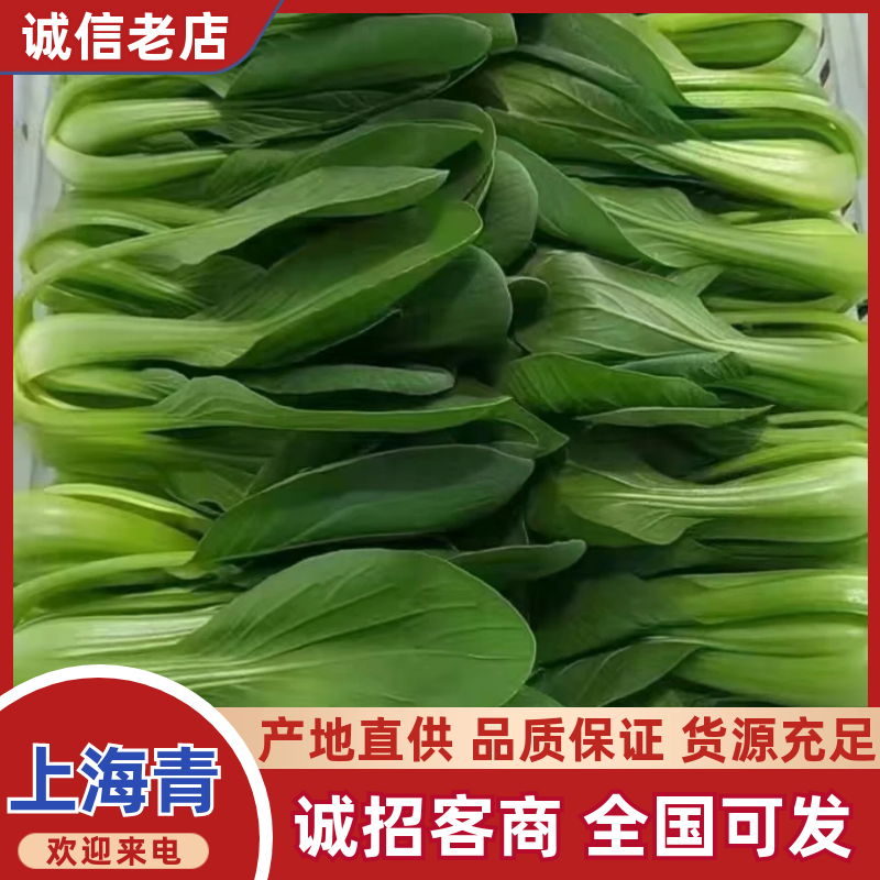 【精品】山东上海青/产地直发/常年供应/价格优惠