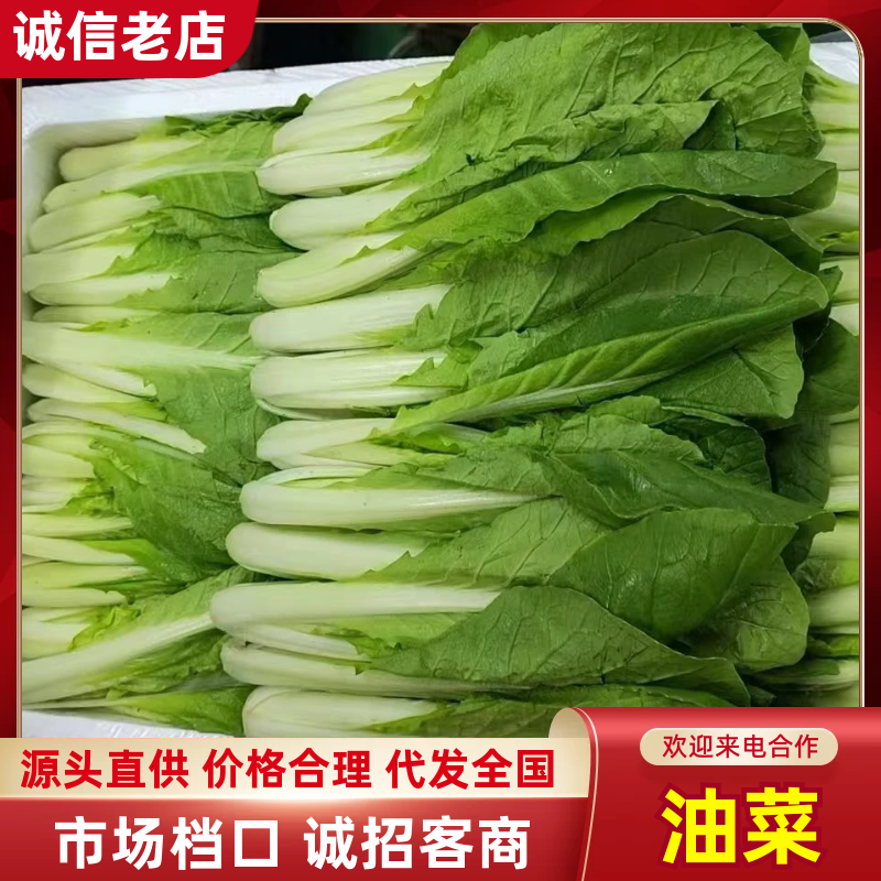 《精品上海青》精品油菜/曹县直发/全年有货保质保量