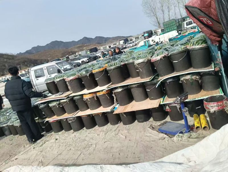 高糖西红柿布莱尼西红柿产地一手货源，规格齐全，电联可议价