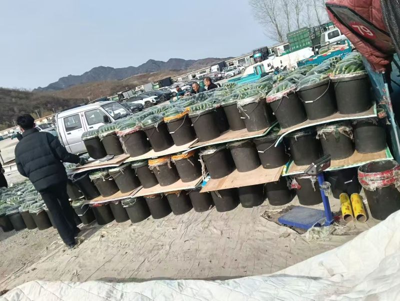 高糖西红柿布莱尼西红柿产地一手货源，规格齐全，电联可议价