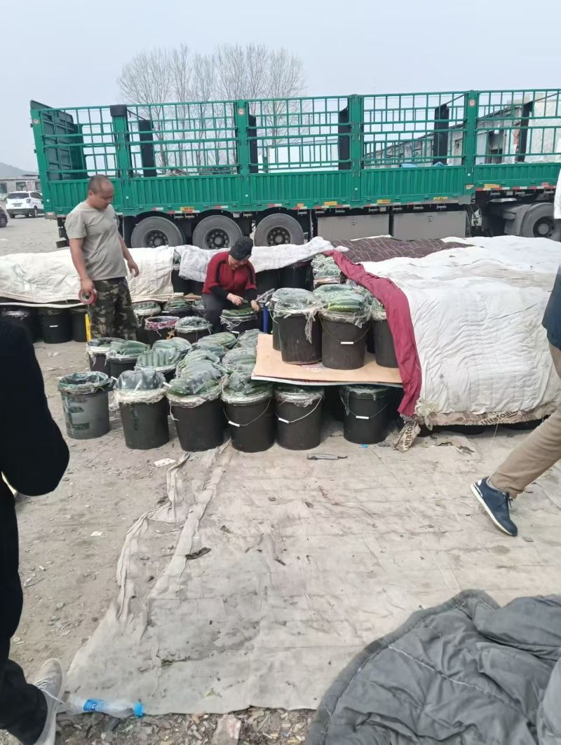 高糖西红柿布莱尼西红柿产地一手货源，规格齐全，电联可议价