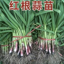 【蒜苗】精品红根蒜苗大量上市基地直发欢迎采购
