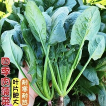 【菠菜】大叶菠菜产地直发无中间商对接各大市场联系