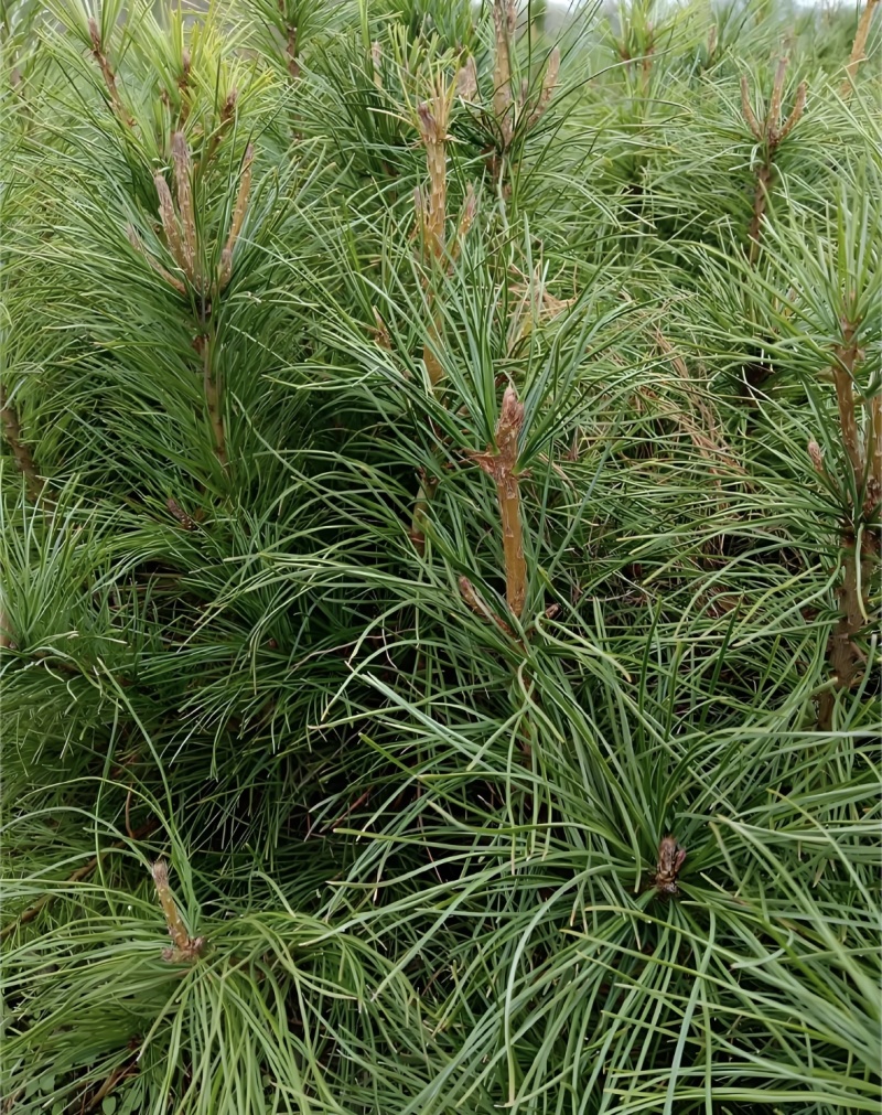 红松4年苗