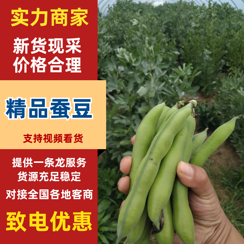 【热卖】蚕豆产地直发保质保量对接电商市场等