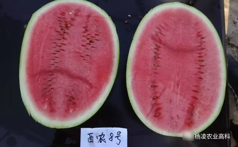 西农八号西瓜种子西农8号西瓜种子座果好果型大高产瓤红质细
