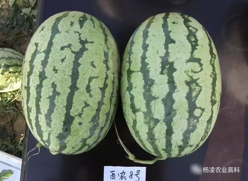 西农八号西瓜种子西农8号西瓜种子座果好果型大高产瓤红质细