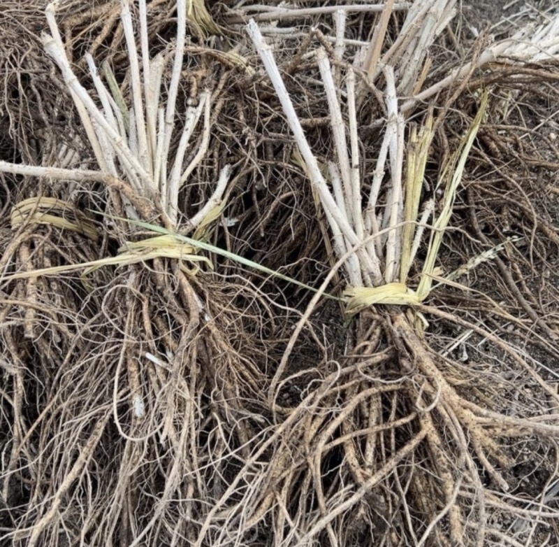刺嫩芽苗产地直供现挖现发成活率高规格齐全技术指导欢迎来电