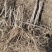 刺嫩芽苗产地直供现挖现发成活率高规格齐全技术指导欢迎来电