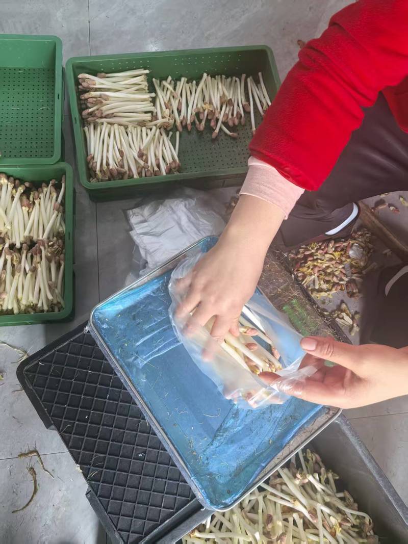 现采新鲜花生芽量大从优欢迎来电咨询