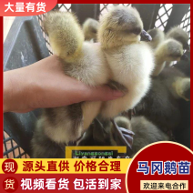 鹅苗湖南灰鹅/马岗鹅苗/杂交鹅/草鹅苗量大从优欢迎联系