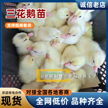 湖南衡阳大三花鹅苗量大从优欢迎老板联系