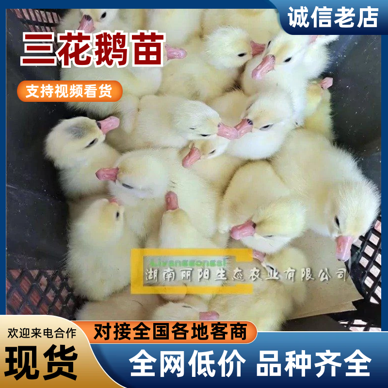 湖南衡阳大三花鹅苗量大从优欢迎老板联系