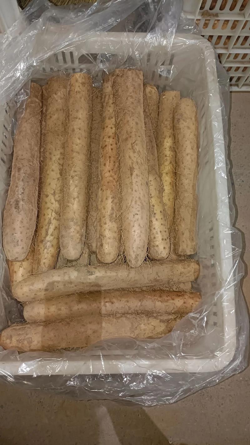 精品白玉山药基地一手货源对接电商市场商超可视频看货