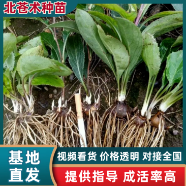 北苍术种苗基地直销，现挖现发品质有保证成活高提供技术指导