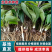 北苍术种苗基地直销，现挖现发品质有保证成活高提供技术指导