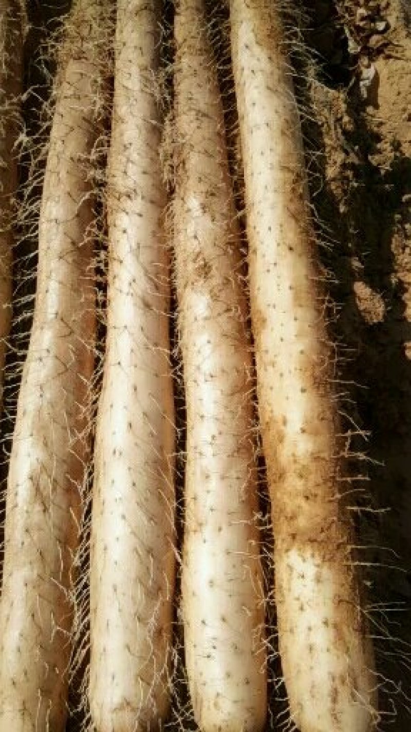 精品白玉山药基地一手货源对接电商市场商超可视频看货