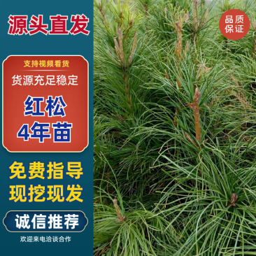 红松4年苗