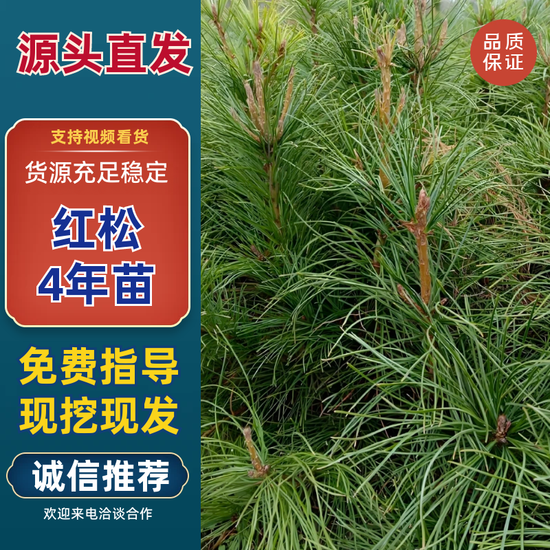 红松4年苗