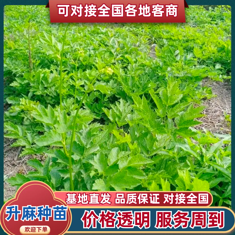 优质升麻种苗基地直供现，挖现发免费指导技术，售货无忧