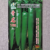 青龙168青皮羊角椒种子辣味中等光滑顺直早熟抗病尖椒种籽