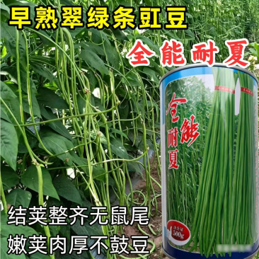 全能耐夏豇豆种子荚条整齐顺直越夏翠绿条豆角种籽耐热肉质细