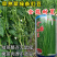 全能耐夏豇豆种子荚条整齐顺直越夏翠绿条豆角种籽耐热肉质细