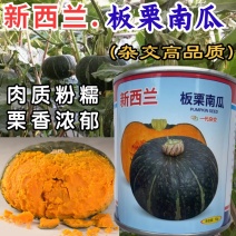 新西兰板栗南瓜种子扁圆型高产杂交果肉金黄肉厚皮薄食味清甜