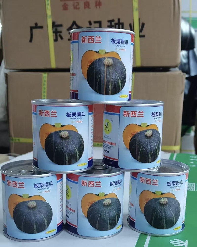 新西兰板栗南瓜种子扁圆型高产杂交果肉金黄肉厚皮薄食味清甜