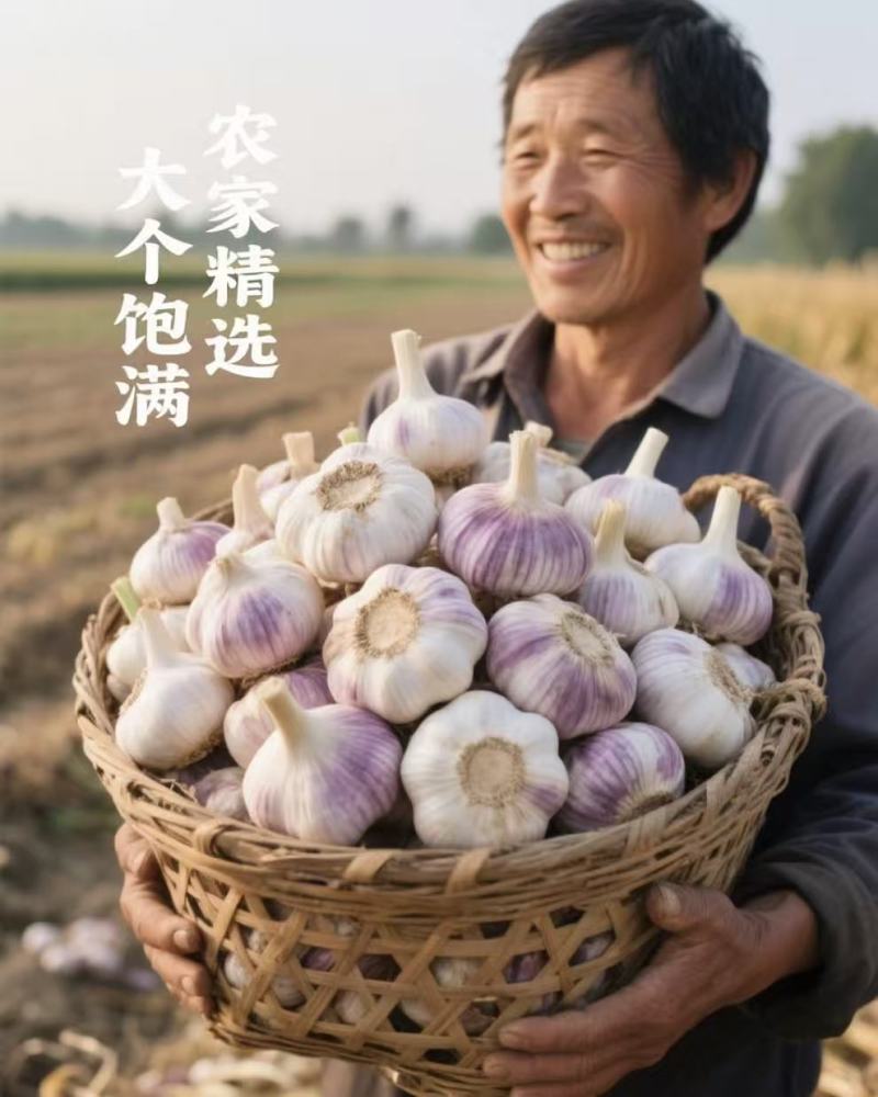 紫皮蒜吃肉不吃蒜味道少一半品质保障可对接全国客商