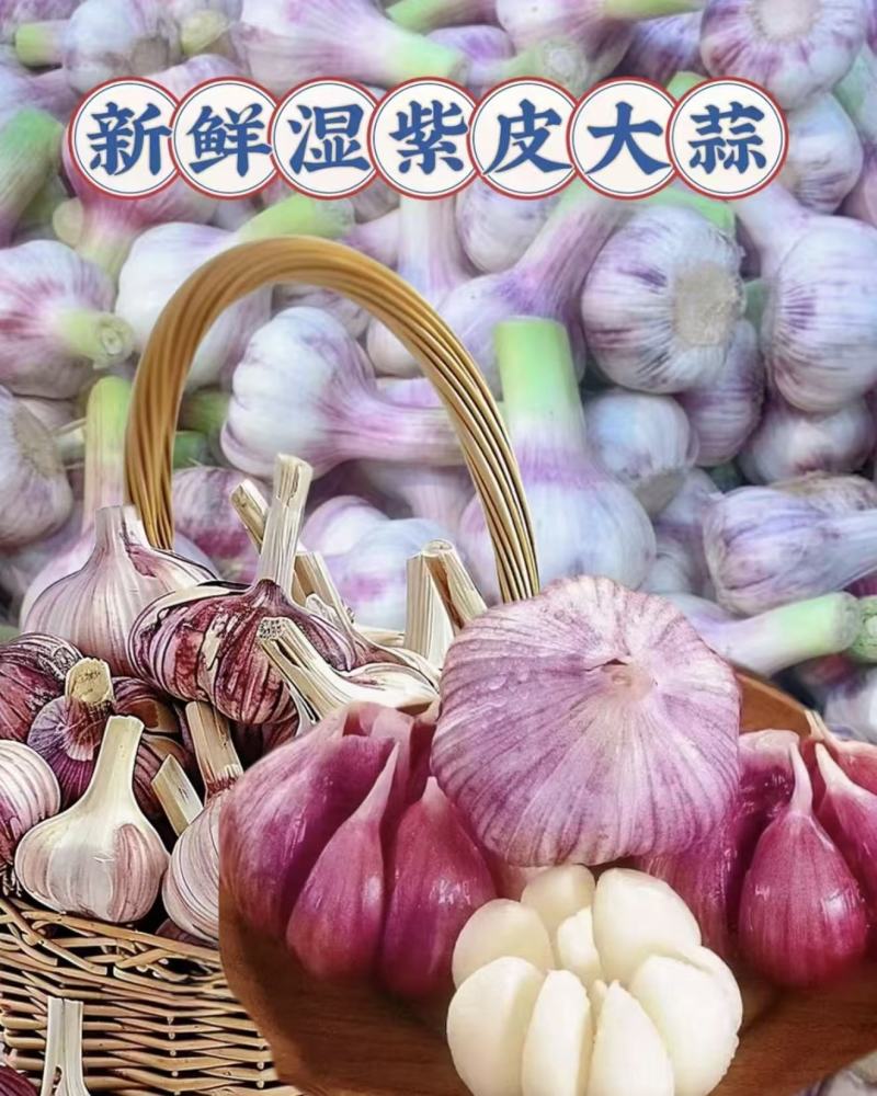紫皮蒜大蒜几十万斤产地直发量大从优可视频看货对接全国